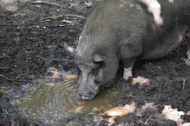 之间的博弈 之间的博弈